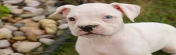 Boxer dogs for sale: Gianna - Ad 4