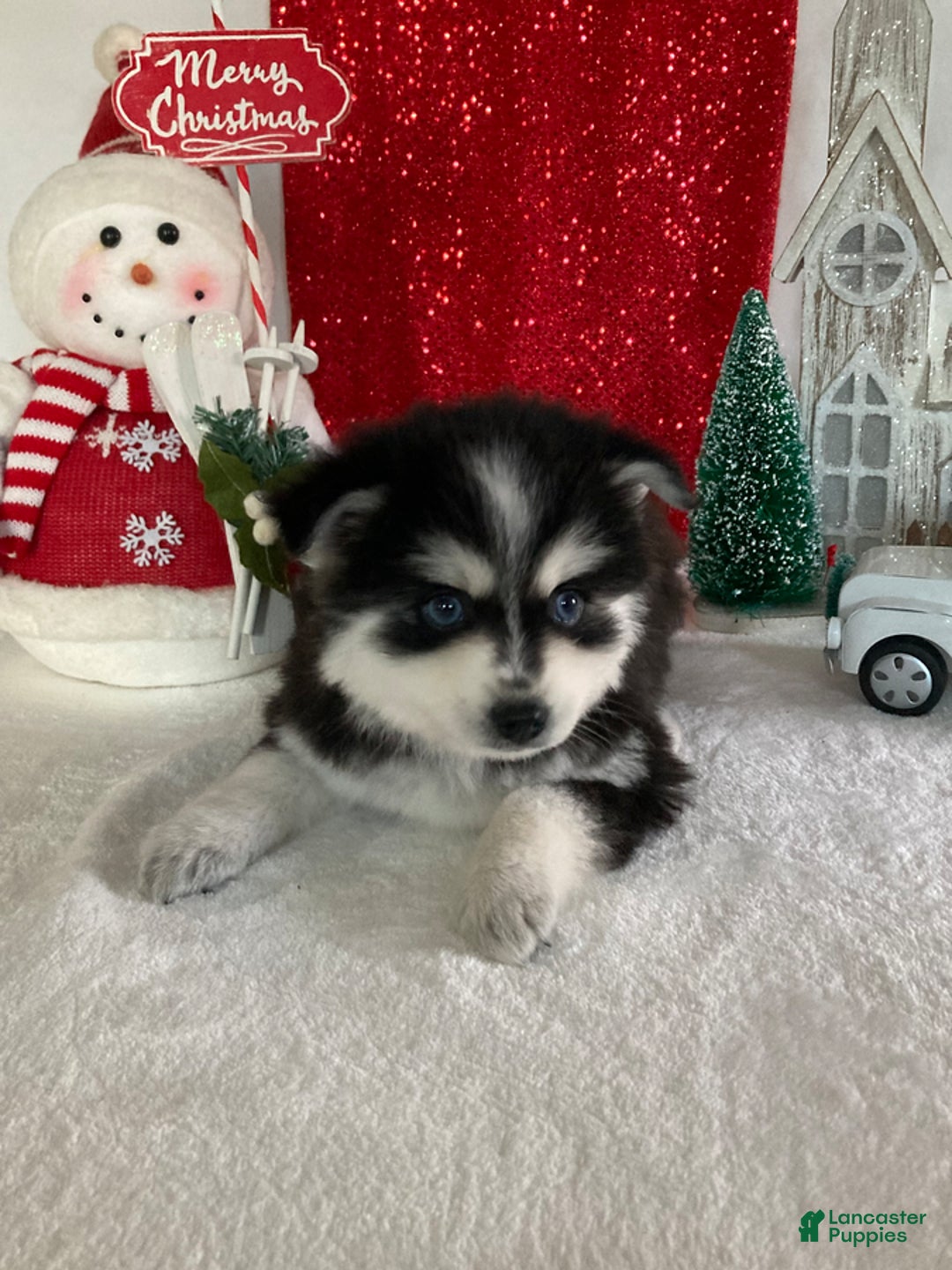 Pomsky dogs for sale: Muffin - Ad 3