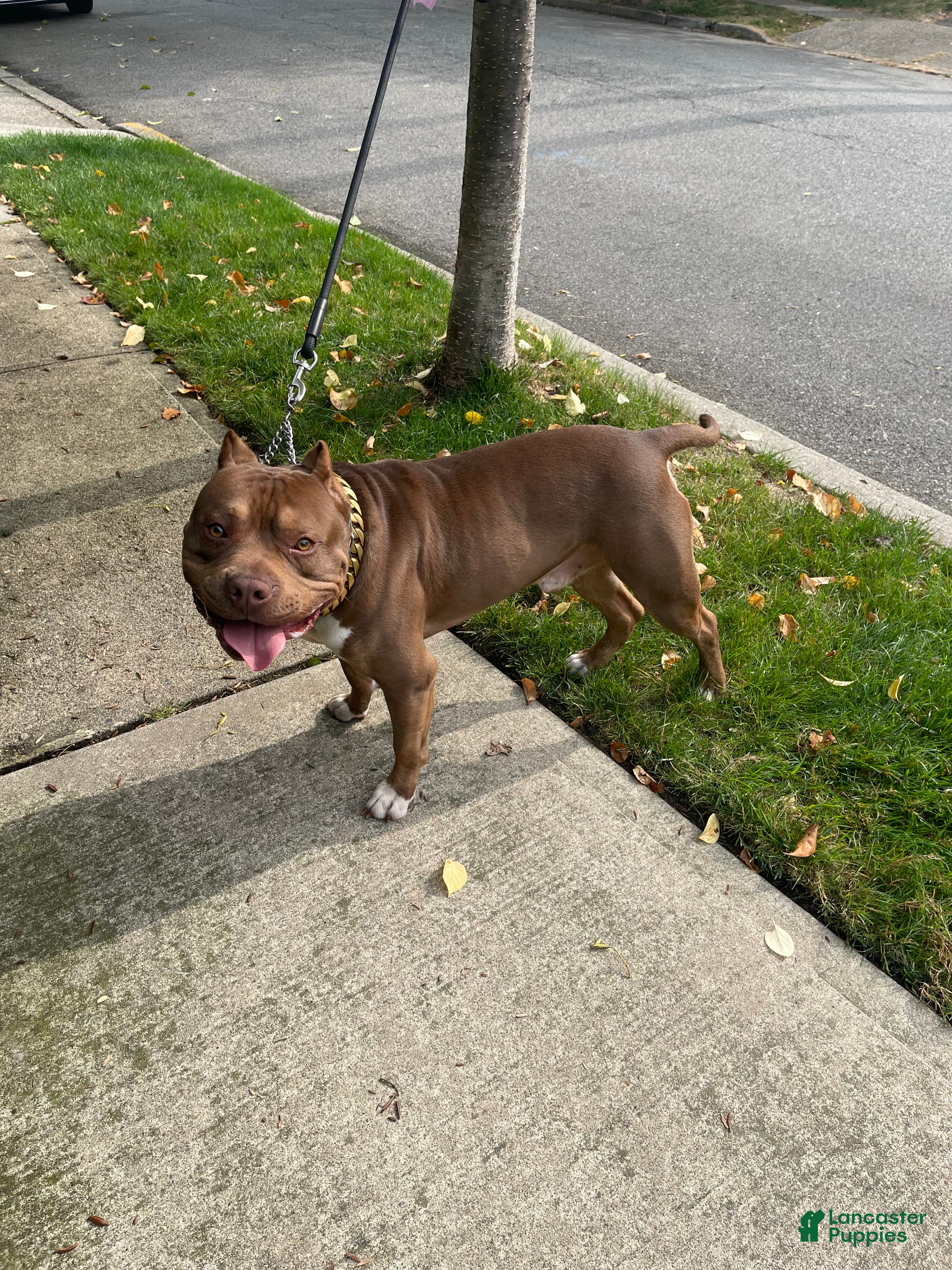 American Bully dogs Hager bullies kobe - Ad 3