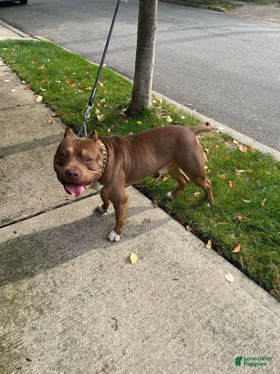 American Bully dogs for stud: Hager bullies kobe - Ad 1