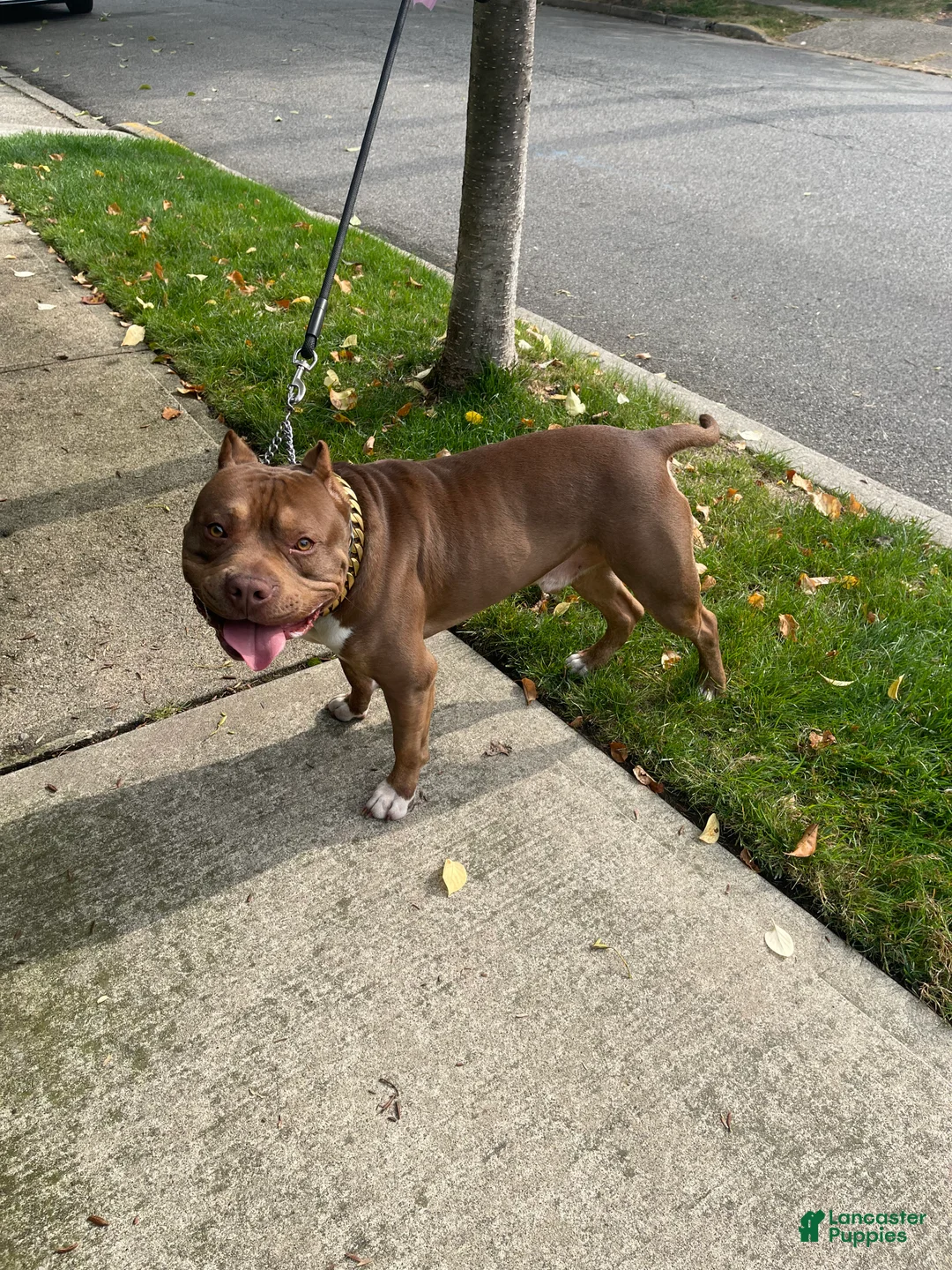 American Bully dogs for stud: Hager bullies kobe - Ad 1