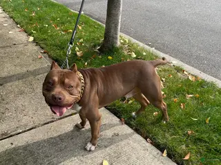 American Bully dogs Hager bullies kobe - Ad 3