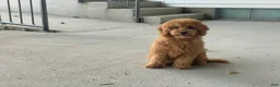 Mini Goldendoodle dogs for sale: Mindy Mini Goldendoodle  - Ad 10