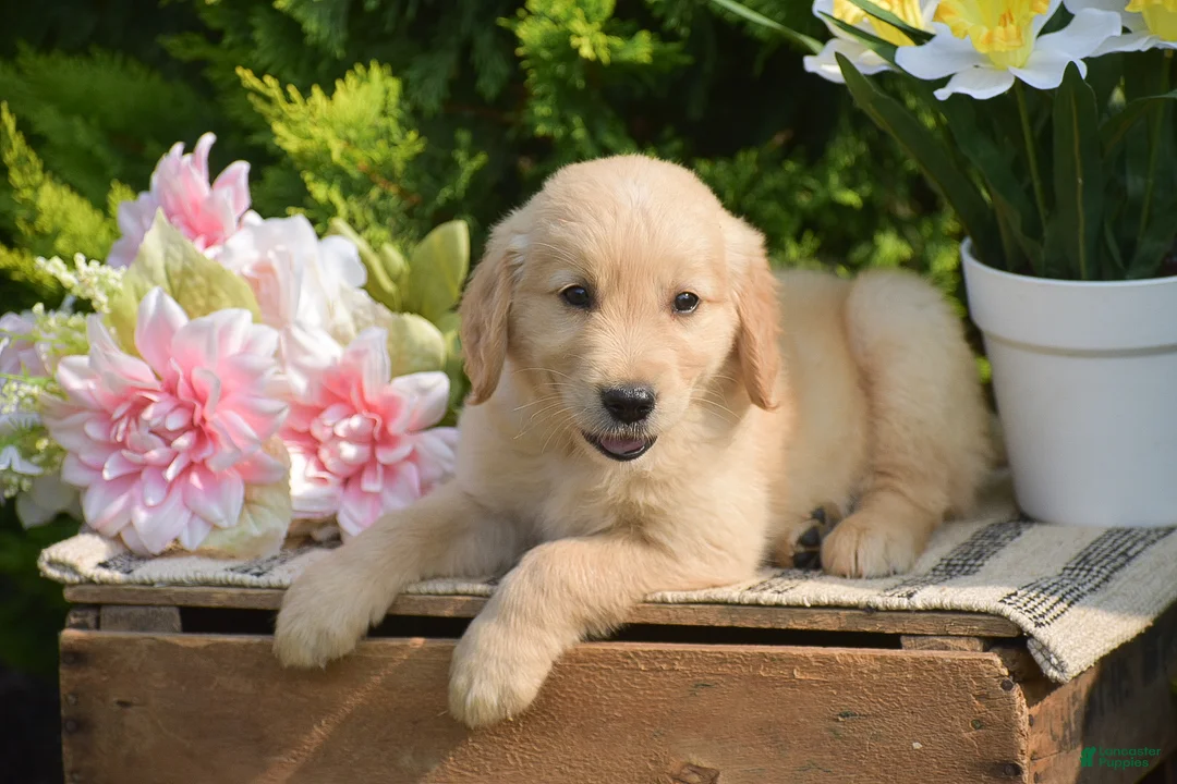 Golden Retriever dogs for sale: Rover - Ad 2