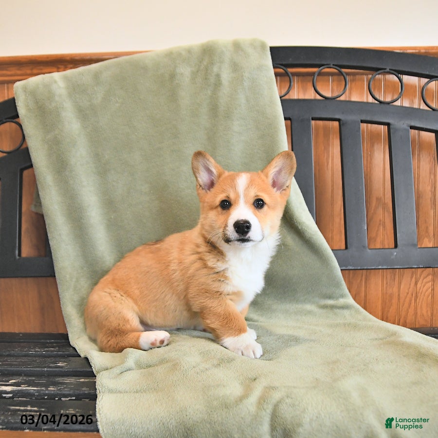 Welsh Corgi Pembroke dogs Tot  - Ad 2