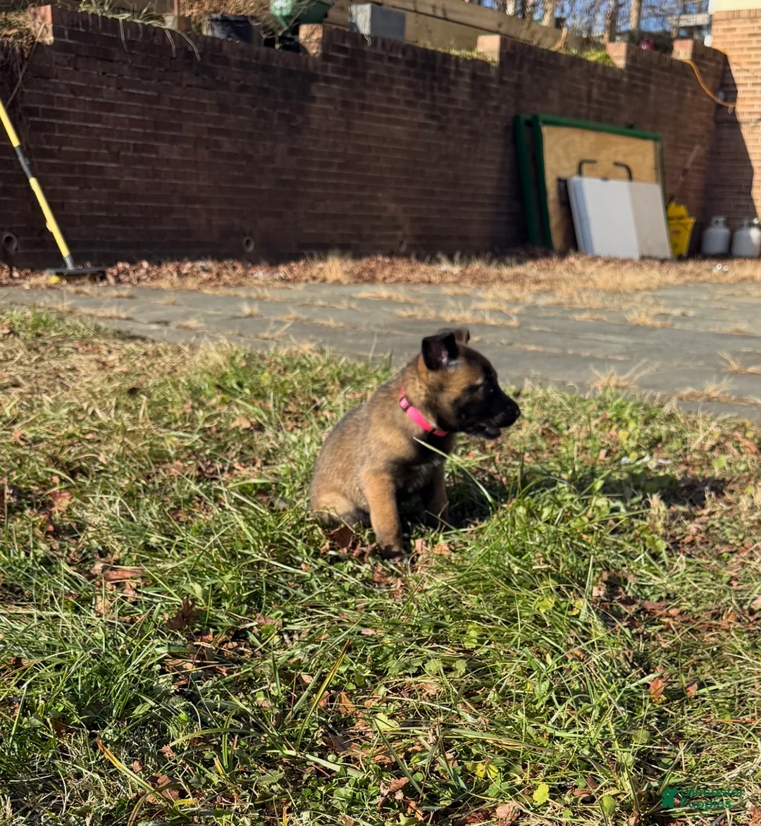 Belgian Malinois dogs for sale: Belgian Malinois Puppy 4 - Ad 3
