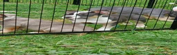 American Bully dogs for sale: American Bully 5 - Ad 20