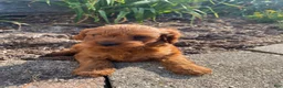 Cavapoo dogs for sale: Jasper - Ad 10