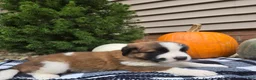 Saint Bernard dogs for sale: Willow - Ad 3