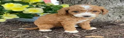 Mini Goldendoodle dogs for sale: Daisy- mini/petite - Ad 3