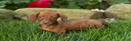 Miniature Dachshund dogs for sale: Ike  - Ad 9