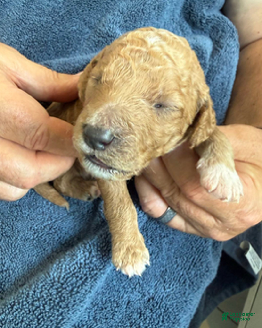 Goldendoodle dogs for sale: Male Black Collar(Romeo) - Ad 5