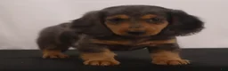 Dachshund dogs for sale: Ike - Ad 9