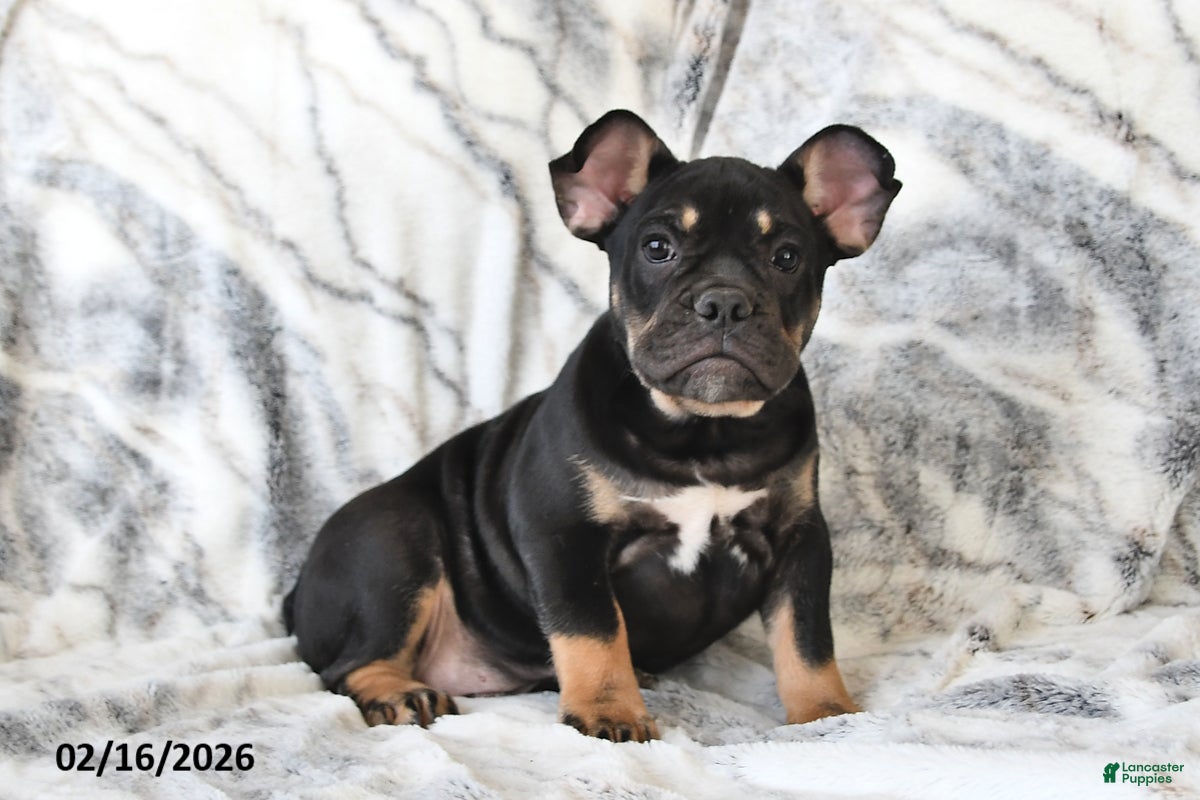 Mixed Breed dogs Naaman - Ad 1