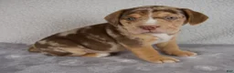 Beabull dogs for sale: Archie - Ad 3