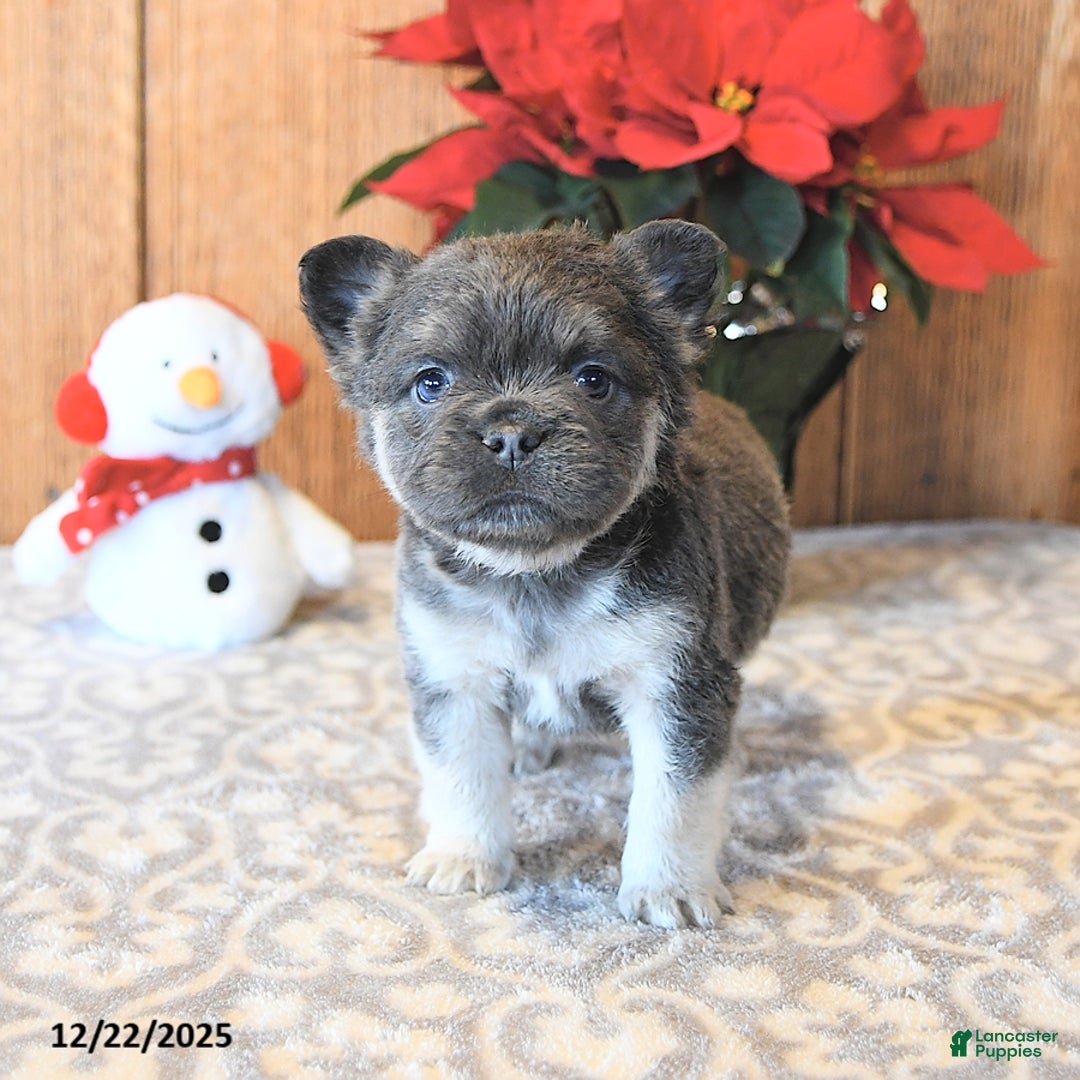 French Bulldog dogs for sale: Twilight - Ad 4