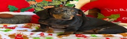 Dachshund dogs for sale: Bella - Ad 3