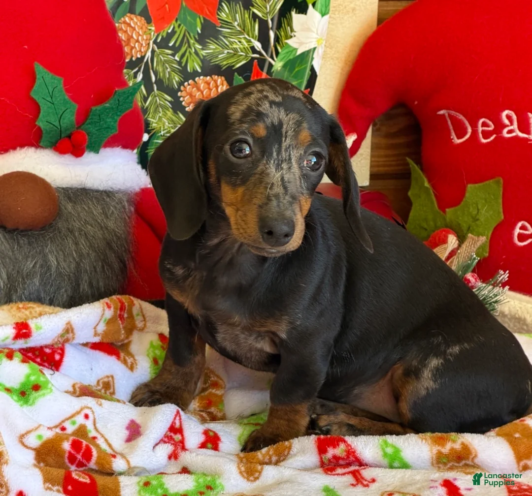 Dachshund dogs for sale: Bella - Ad 3