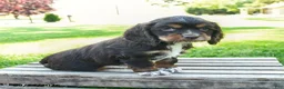 Cocker Spaniel dogs for sale: Cocoa - Ad 2