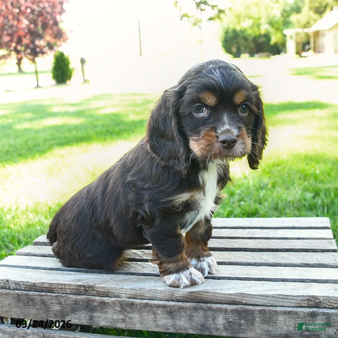 Cocker Spaniel dogs for sale: Cocoa - Ad 2