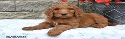 Goldendoodle dogs for sale: Indie - Ad 4