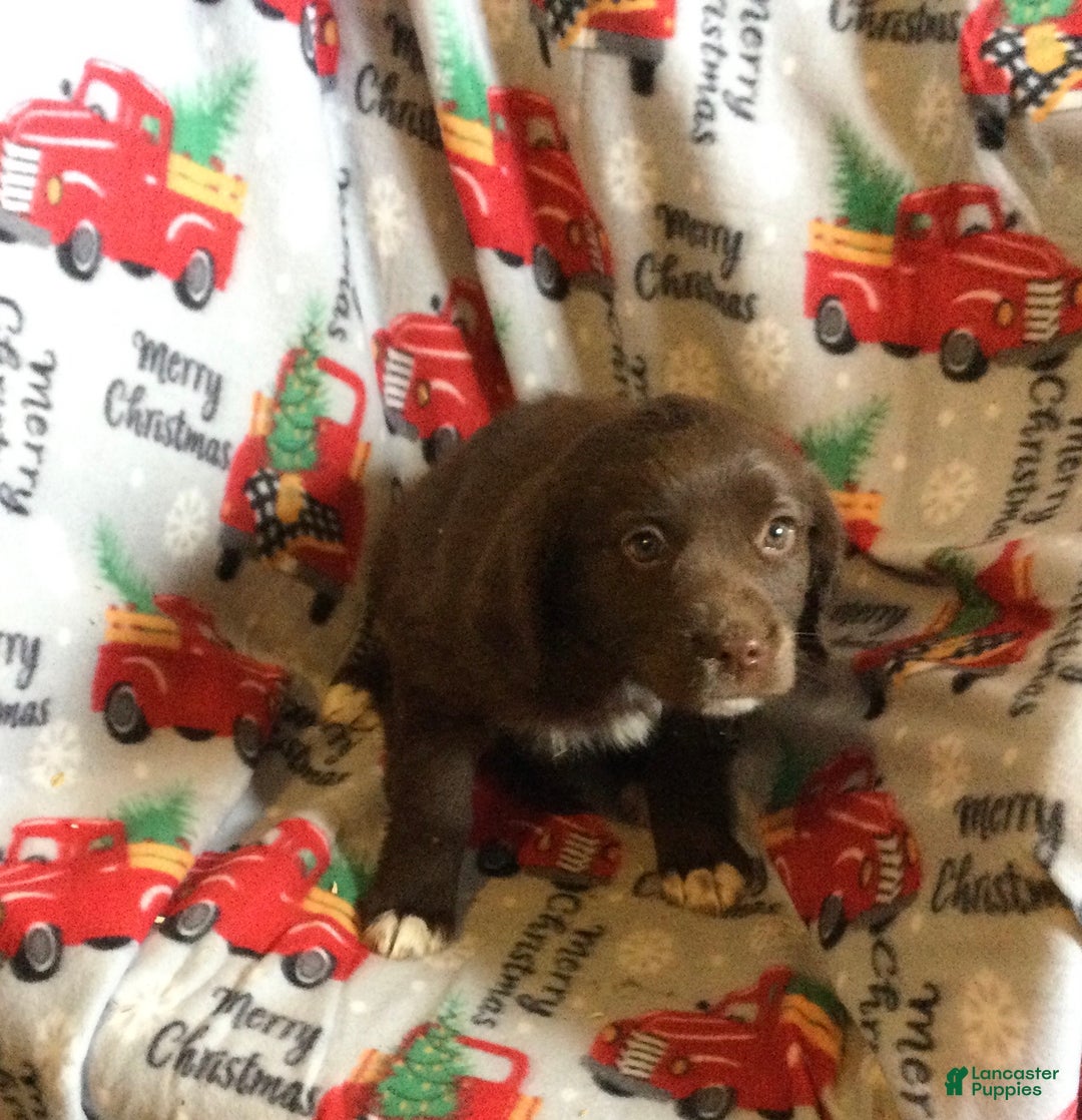 Mixed Breed dogs for sale: Mae - Ad 2