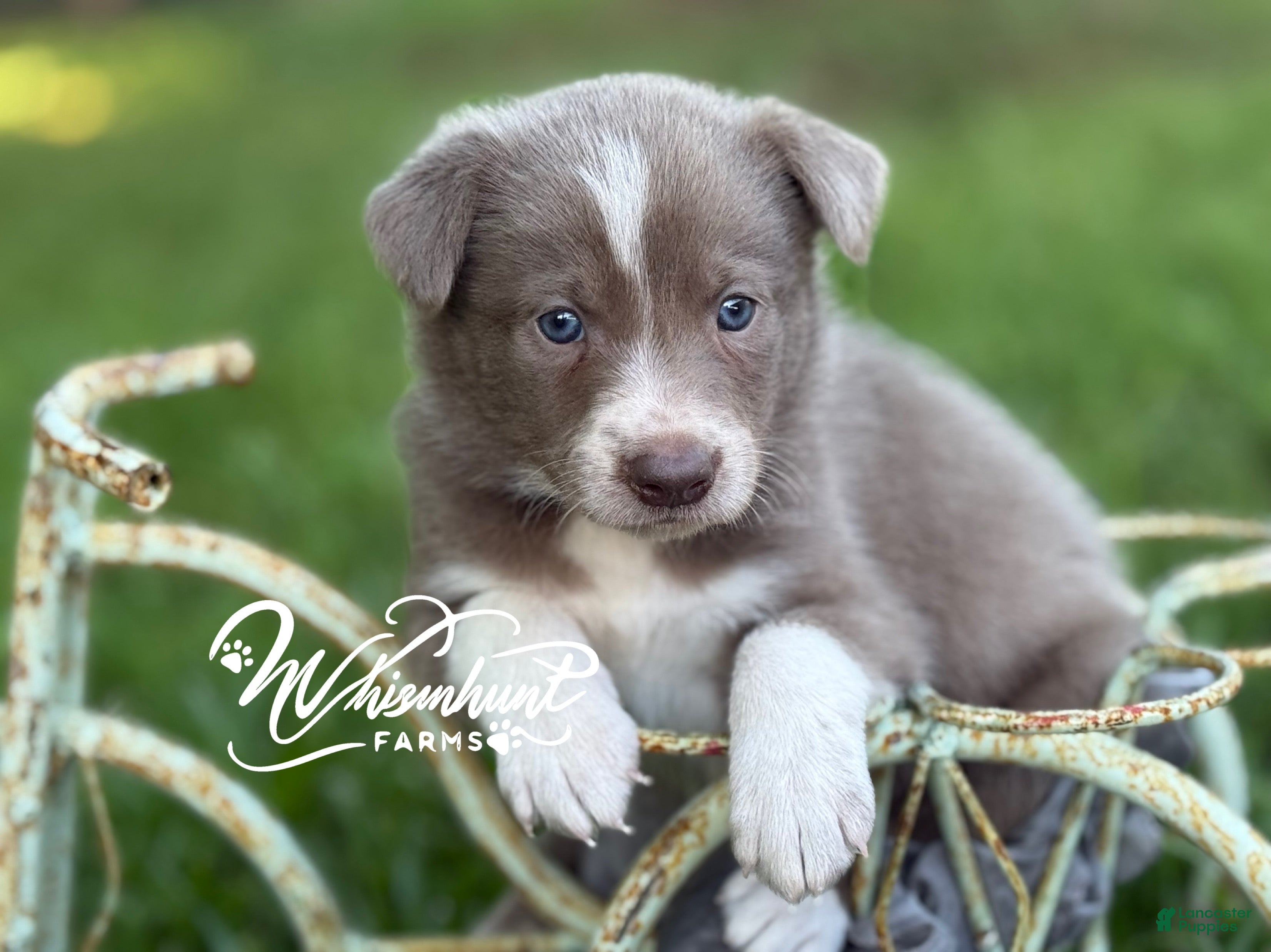 Border Collie dogs Lilac- short hair - Ad 26