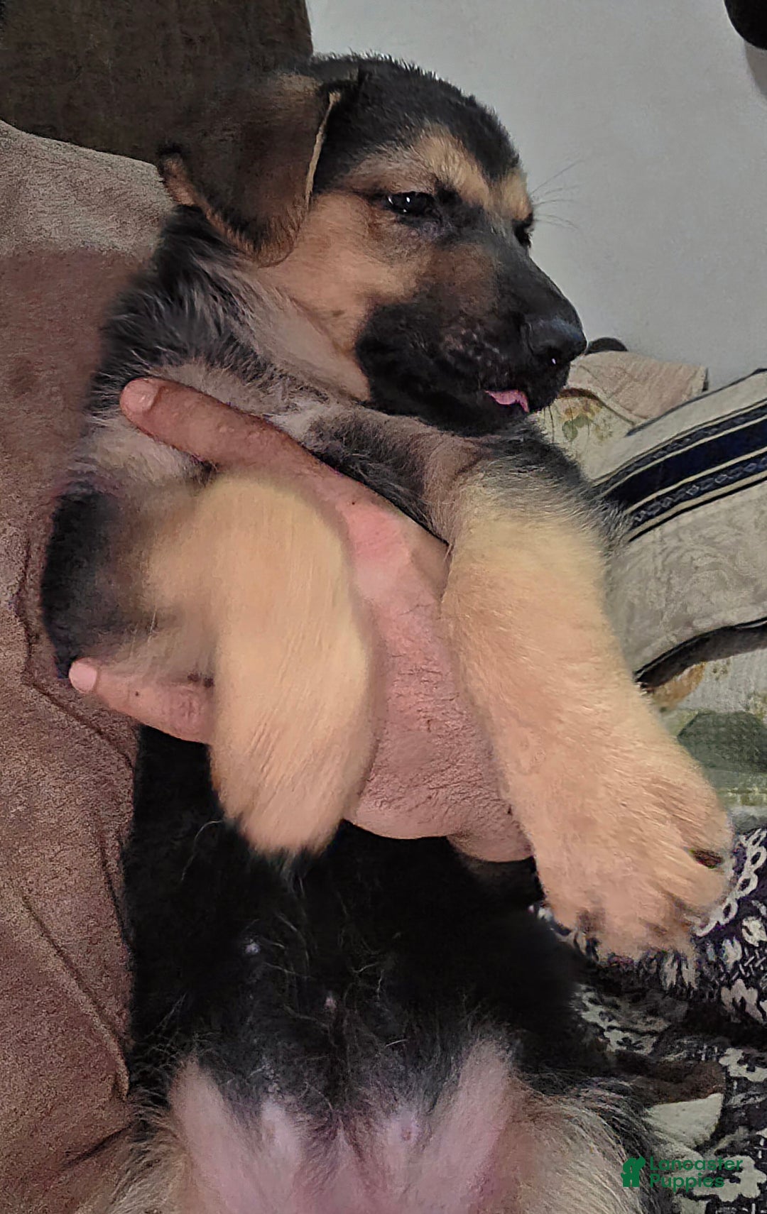 German Shepherd dogs for sale: Zelda (7) - Ad 6