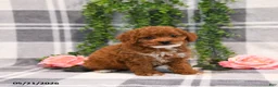 Cockapoo dogs for sale: Kirsten - Ad 3