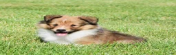 Shetland Sheepdog dogs for sale: Ninja - Ad 3