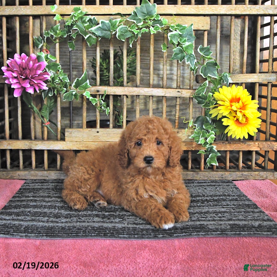 Mini Goldendoodle dogs Marshal - Ad 1