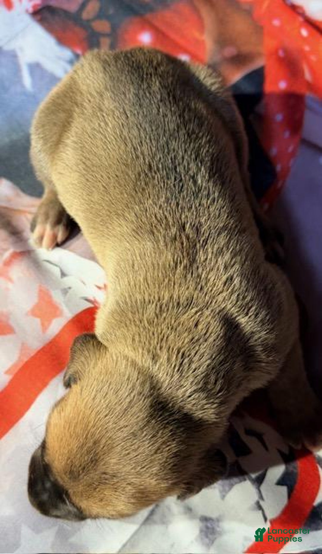 Great Dane dogs for sale: Victor - Dark Fawn - Ad 1