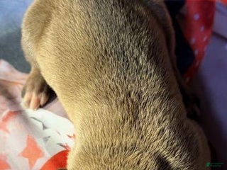 Great Dane dogs Victor - Dark Fawn - Ad 6