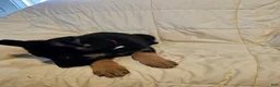German Shepherd dogs for sale: Red Collar - Ad 2