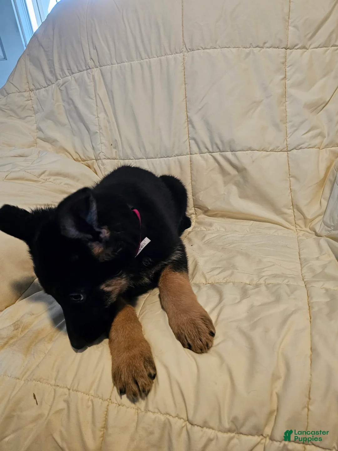 German Shepherd dogs for sale: Red Collar - Ad 2