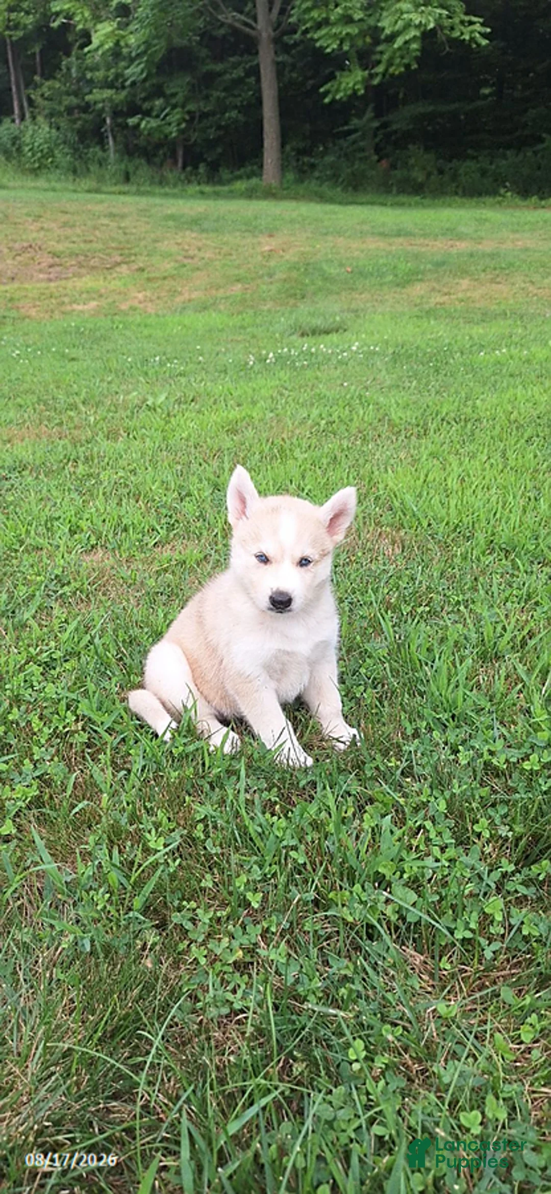 Mixed Breed dogs for sale: Penny - Ad 3