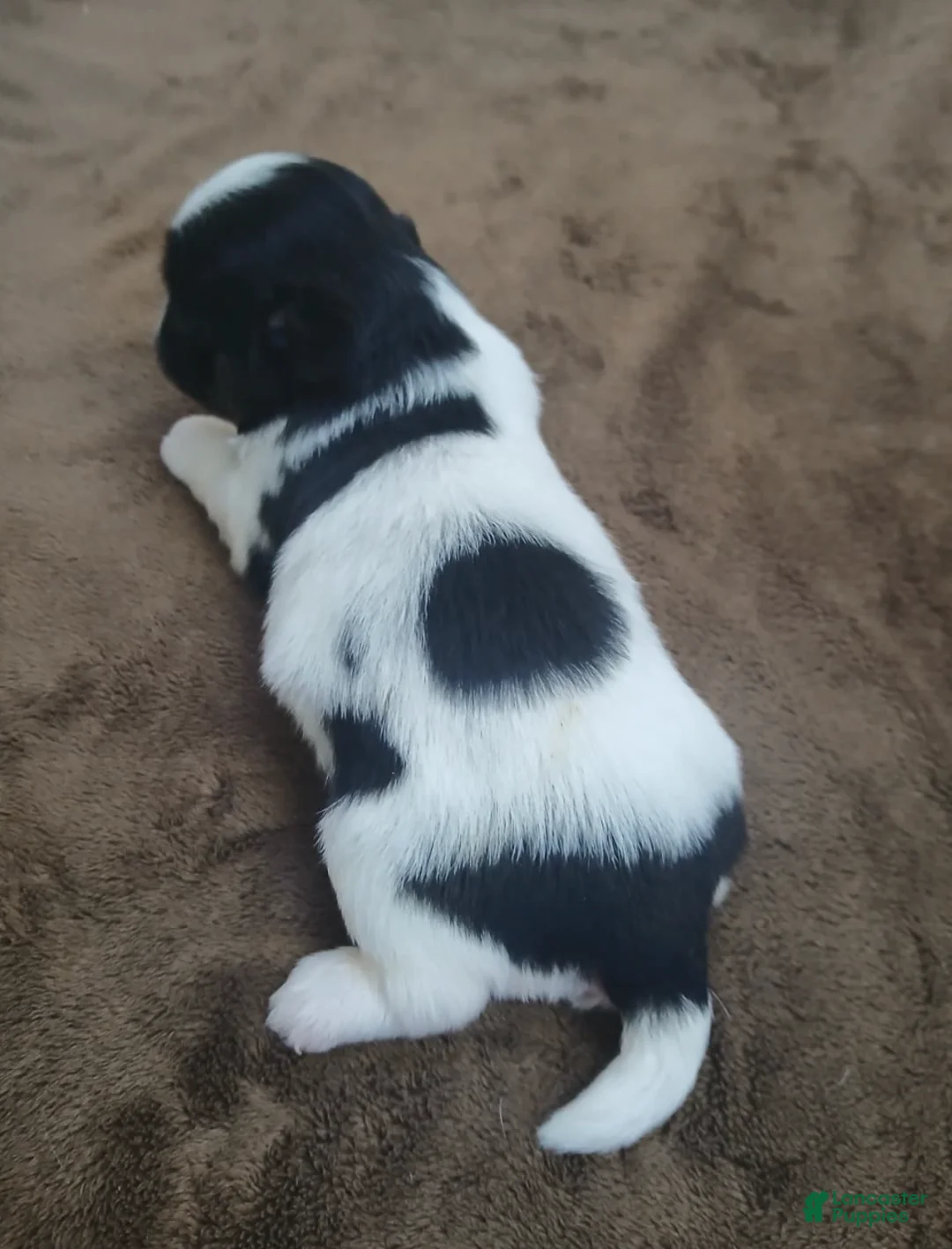 Shih Tzu dogs for sale: Imperial Sophia - Ad 1
