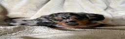Miniature Dachshund dogs for sale: Sebastian - Ad 3