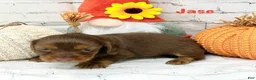 Dachshund dogs for sale: Jase - Ad 4