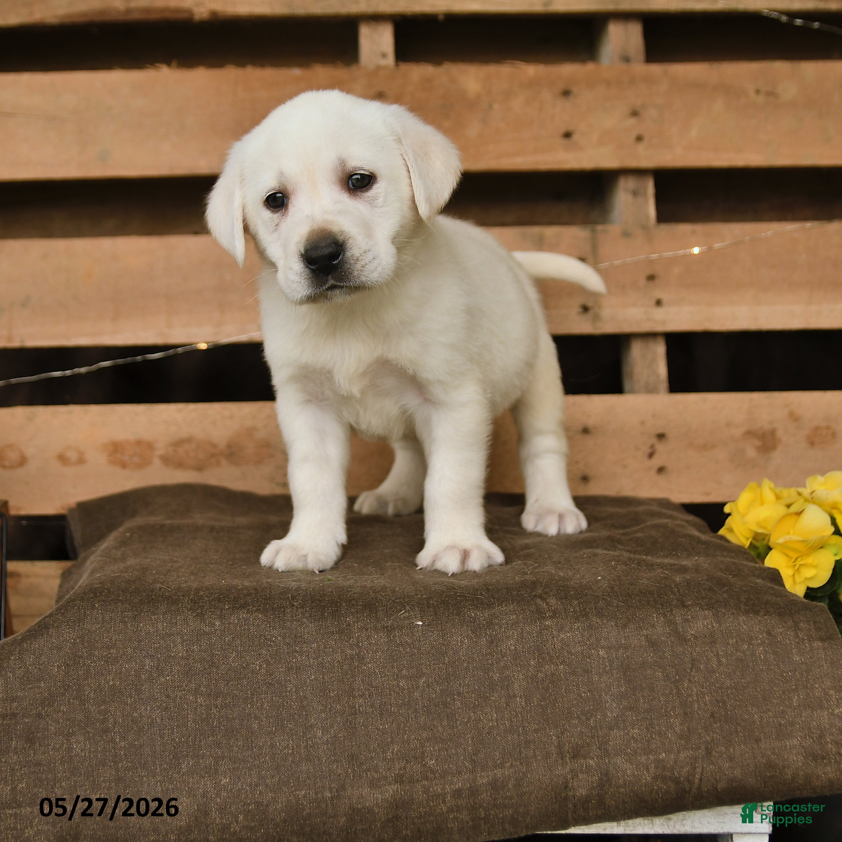 Labrador Retriever dogs Fiona - Ad 1