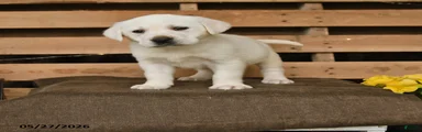 Fiona