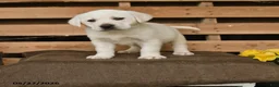 Labrador Retriever dogs for sale: Fiona - Ad 1
