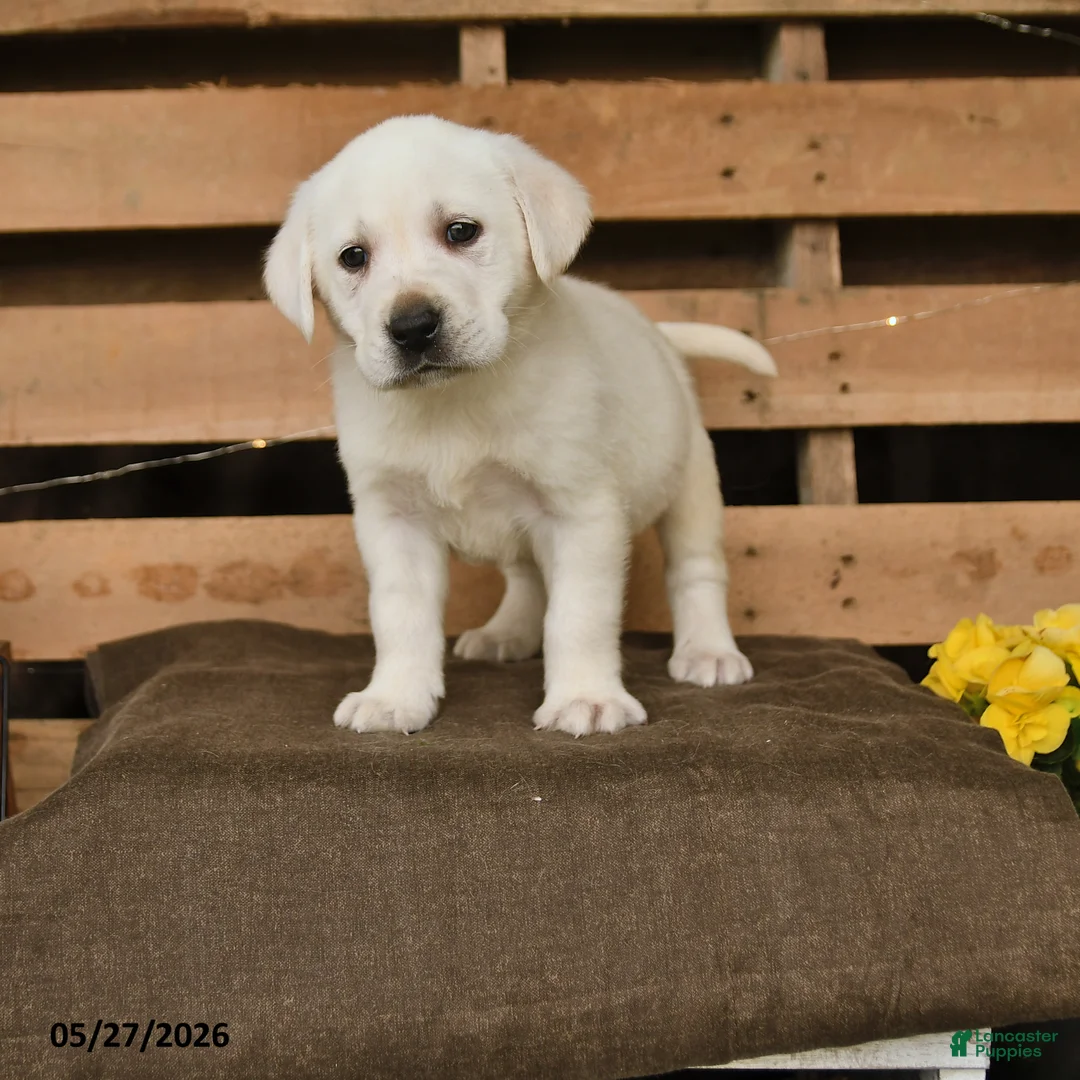 Labrador Retriever dogs for sale: Fiona - Ad 1