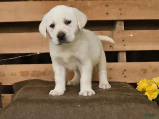 Labrador Retriever dogs for sale: Fiona - Ad 4