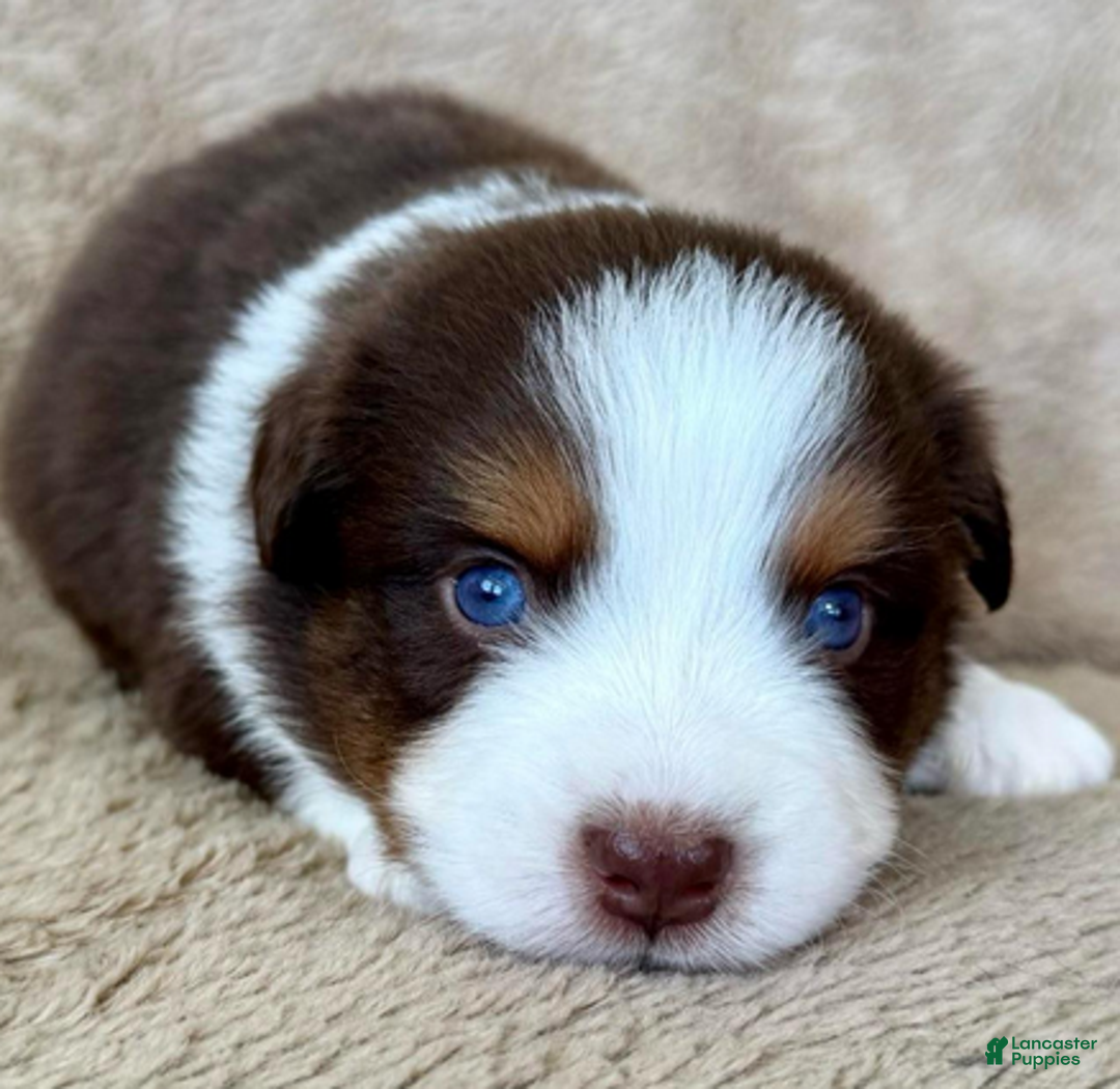 Miniature Australian Shepherd dogs for sale: Uncle Dan - Ad 3