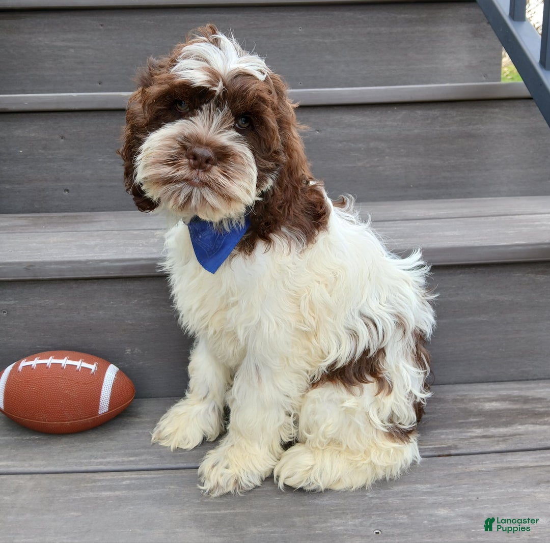 Cockapoo dogs for sale: Patches - Ad 3