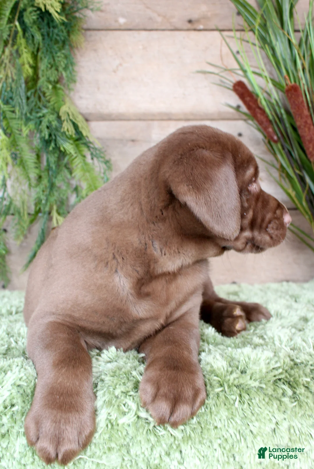 Labrador Retriever dogs for sale: Helga - Ad 7