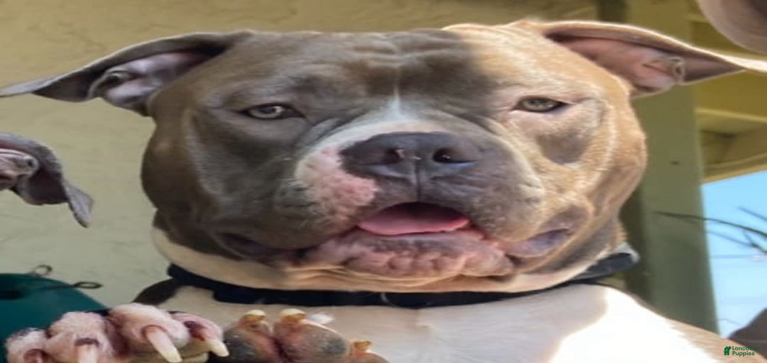 Gallery Image {{count}}