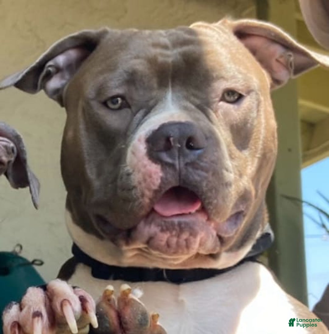 Gallery Image {{count}}