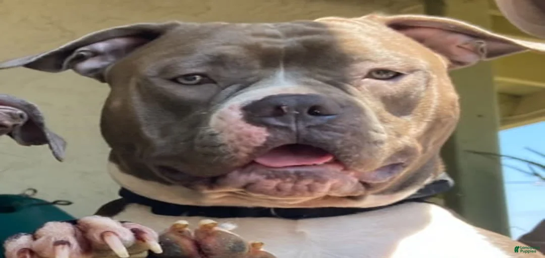 Gallery Image {{count}}